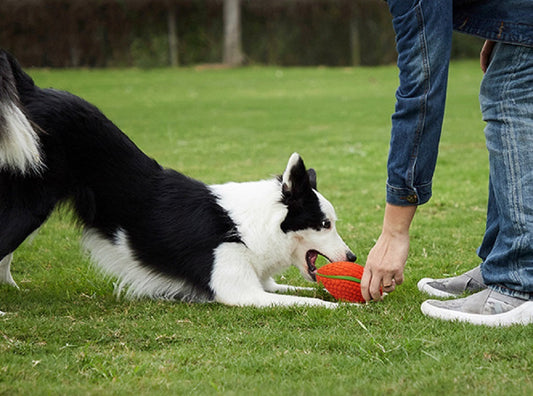 🏡 Creating a Pet-Friendly Home: Tips for a Happier, Safer Life Together