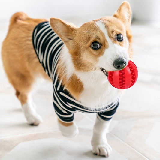 🐾 The Power of Play: Why Toys Are Essential for Your Pet’s Well-being
